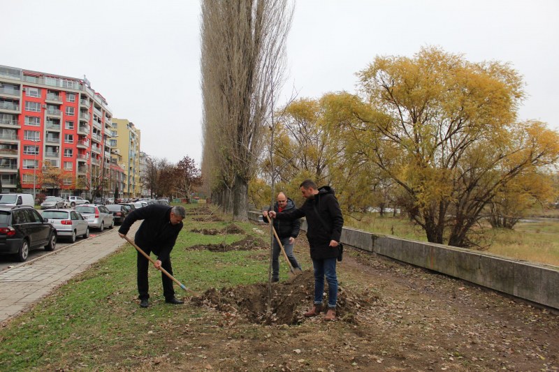42 чинара пуснаха корени край Марица в Пловдив