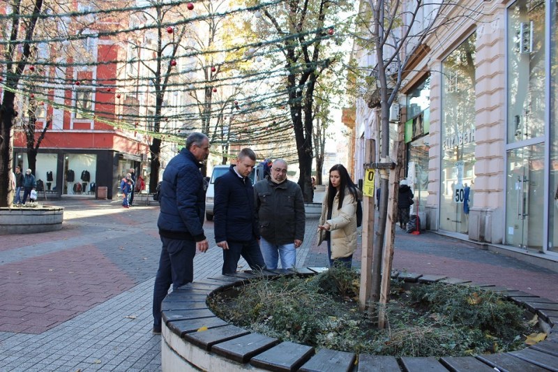 Нови декоративни храсти украсяват Малката главна на Пловдив