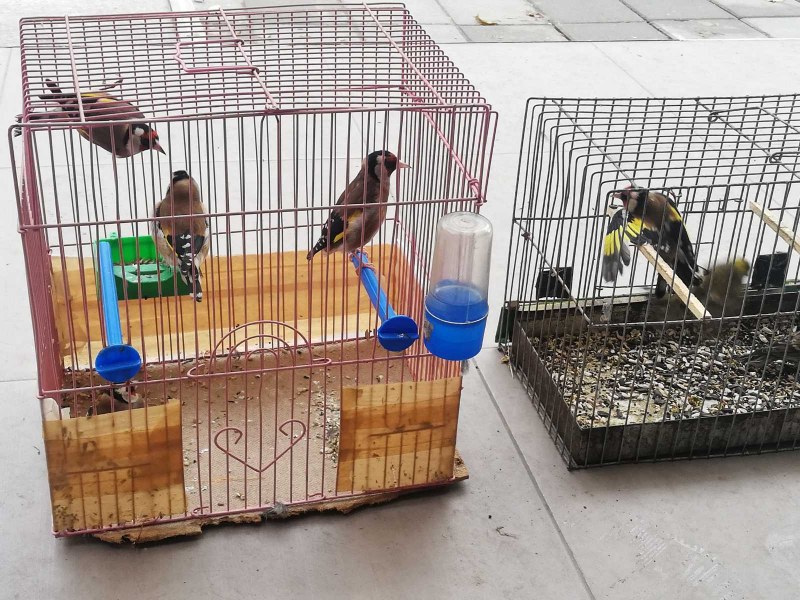Птици от защитени видове продават на Руския пазар в Пловдив, има задържани