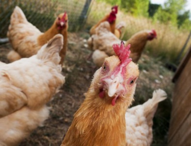 Засилват контрола върху домашните птици в Хисарско, заради опасност от инфлуенца