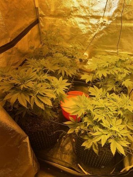 Разкриха домашна оранжерия за марихуана в село Строево, има арестуван