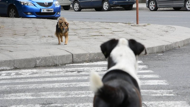Предстои улов на безстопанствени кучета в Асеновград