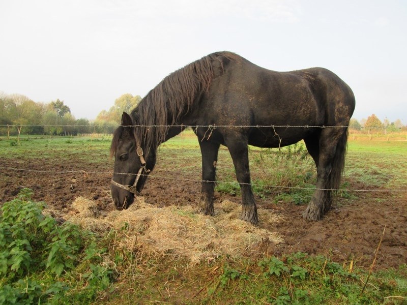 Тийнейджъри от Карловско отмъкнаха кон, бил оставен без надзор