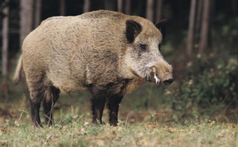 Бракониери убиха 7 диви прасета край Хисаря