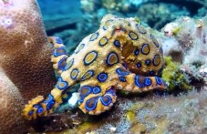 nai-otrovnoto-zhivotno-planetata-297.jpg