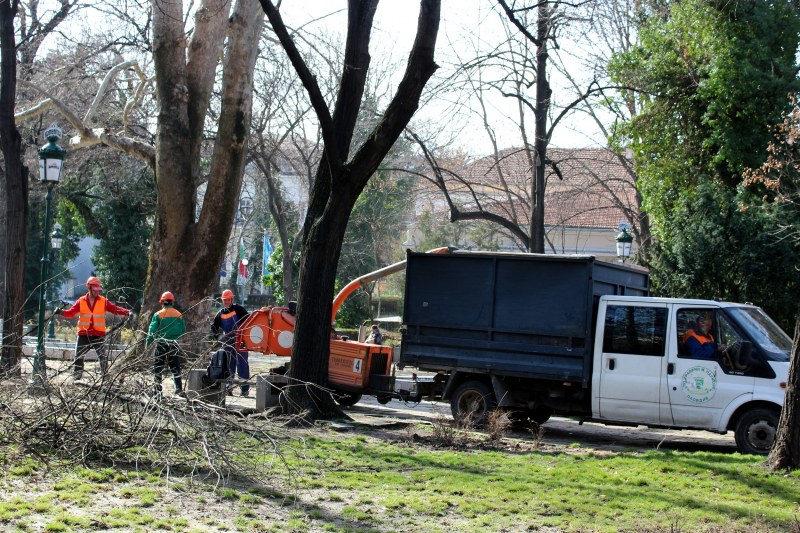 Подрязват опасни клони от дървета в центъра на Пловдив
