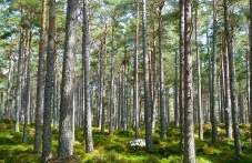yuzhnotsentralnoto-darzhavno-299.jpg
