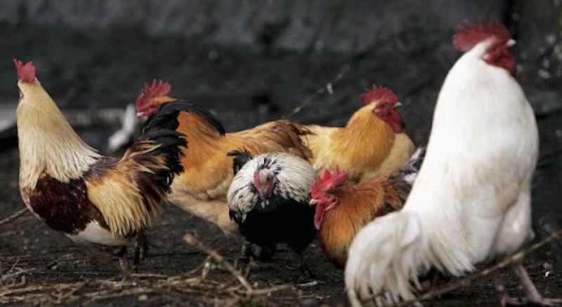 Строги правила в Брезовско за отглеждане на птици заради опасност от инфлуенца