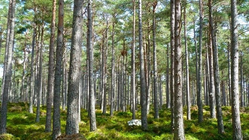 Южноцентралното държавно предприятие изкупува частни горски терени