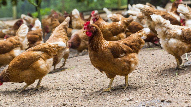 Строги правила в Куклен при отглеждането на птици заради риск от инфлуенца