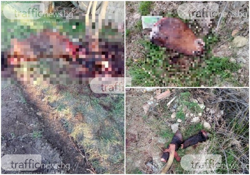 Зловеща гледка на разчленен с особена жестокост кон скова пловдивско село