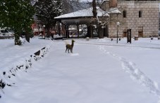 karlovo-pod-snezhna-pelena-radost-malki-599.jpg