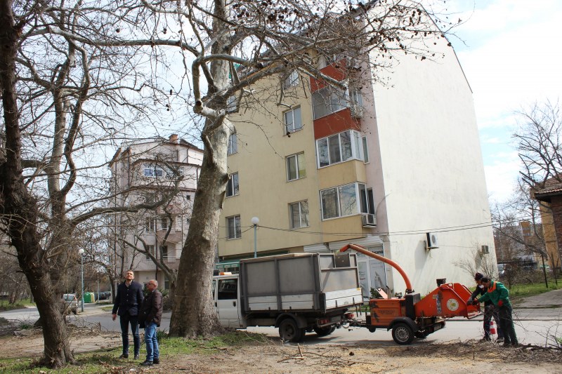 Чистят клони от дървета в Пловдив след сигнали от граждани