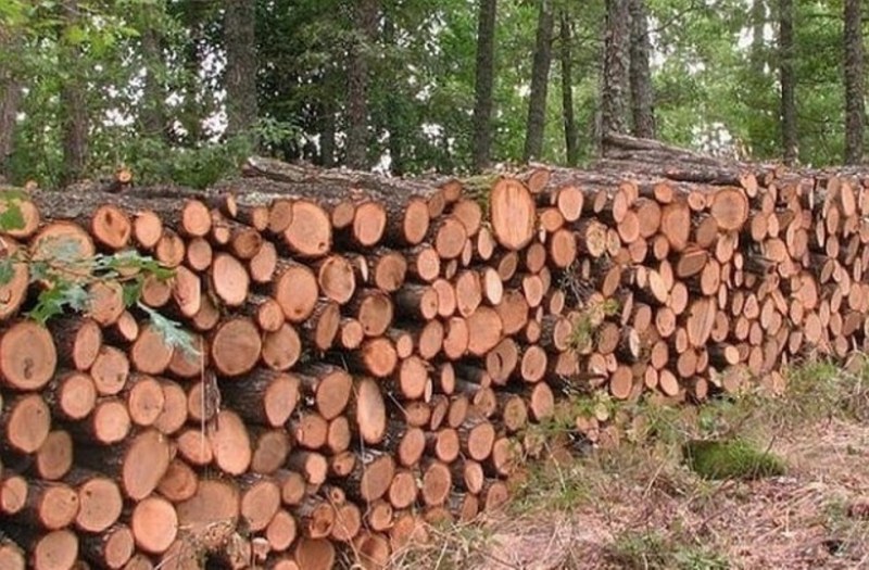 Жителите на Перущица могат да купят дърва за огрев  от склад в гората