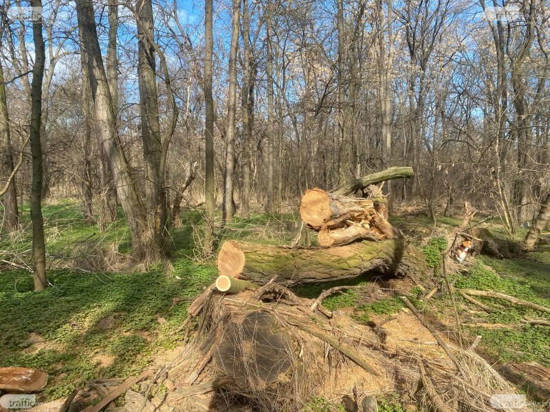 Лаута като Мраколес! Десетки паднали дървета и клони в един от най- красивите пловдивски паркове