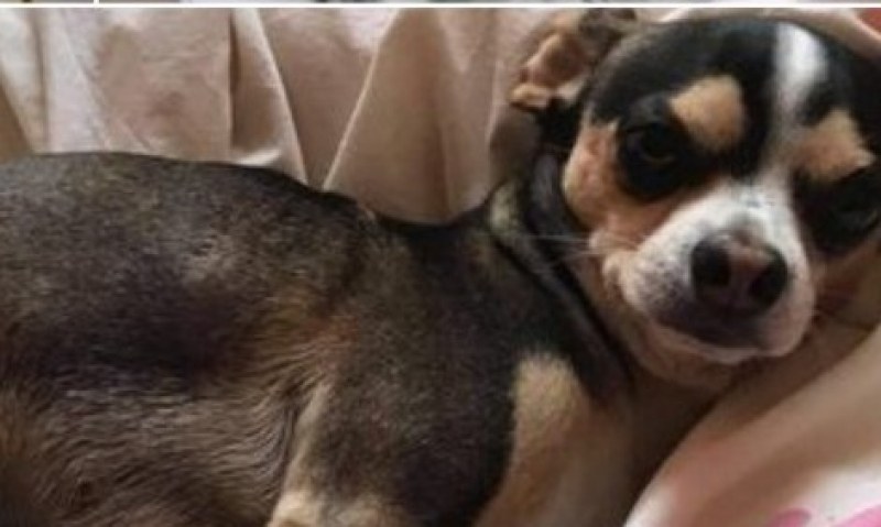 Куче се натрови с бавнодействаща отрова против мишки в Пловдив, агонизира