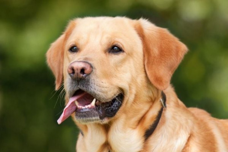 Изтича срокът за плащане на таксите за домашни кучета в Хисаря, има и освободени от задължението