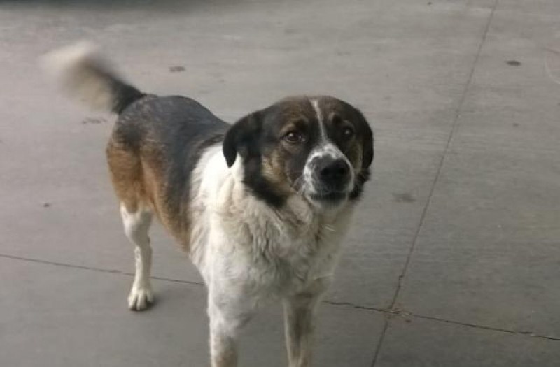Акция за залавяне и кастриране на бездомни кучета предстои в Хисаря