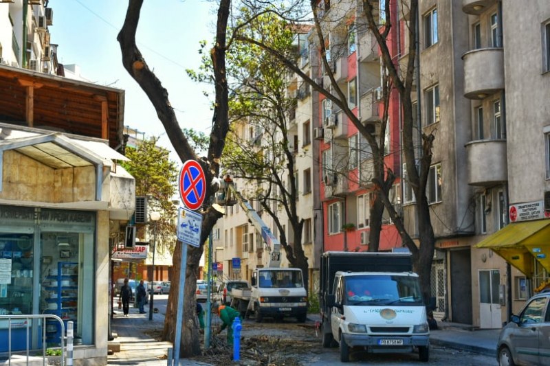 Оформят дърветата в зоната на Водния проект в Пловдив