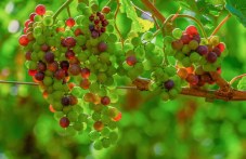 podpomagat-zemedeltsi-sabirane-029.jpg