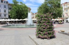 hiliadi-tsvetia-ukrasiavat-plovdiv-24-734.jpg