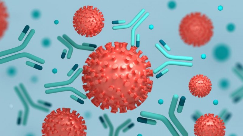 Изследване показва кога отслабват антителата на преболедувалитеCOVID-19