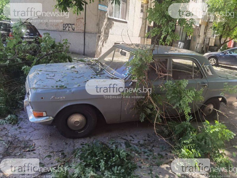 Клон от дърво се отчупи и падна върху автомобил в Пловдив