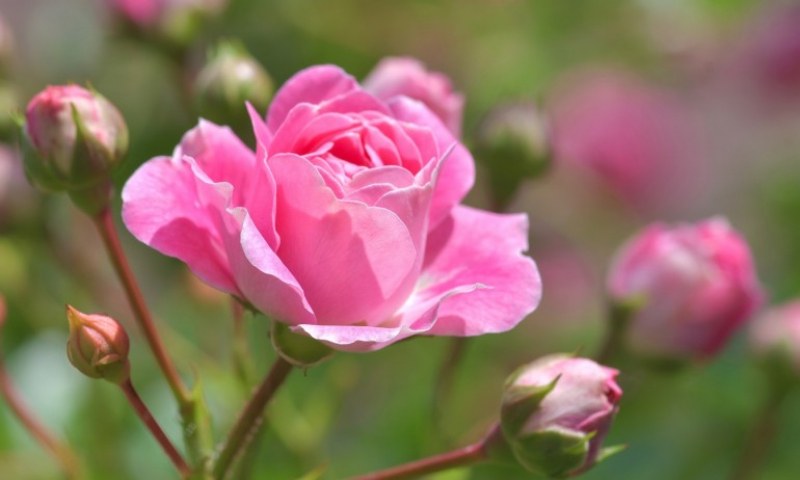 Датският посланик ще се учи да бере рози в Брезовско