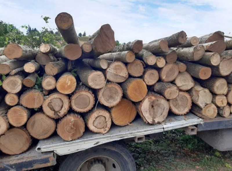 Горски инспектори от Пловдив задържаха два камиона незаконна дървесина