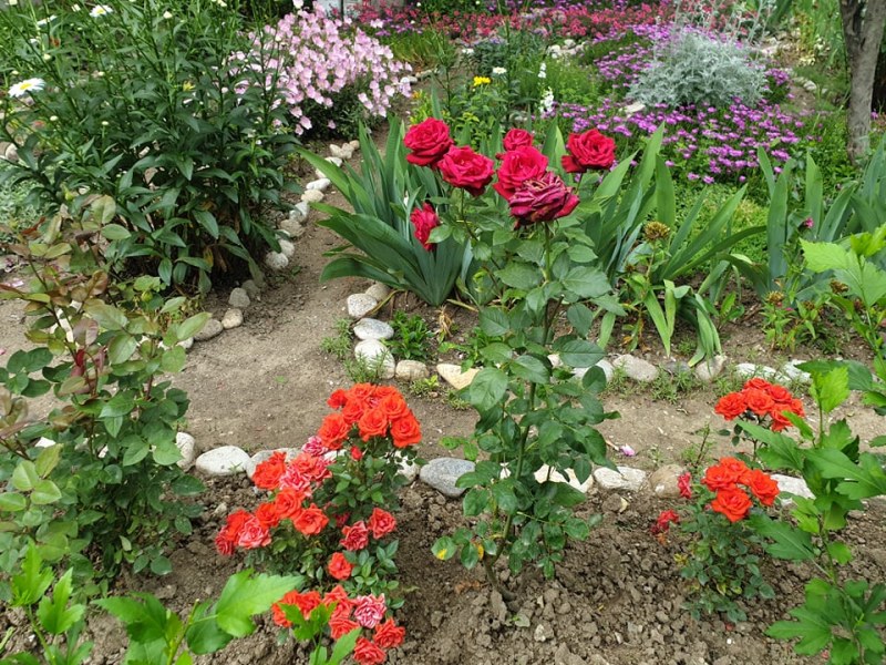 Красива пъстра градина пред блок в Тракия - първият победител за 2021