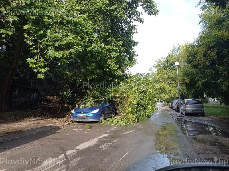 Дърво падна в Кючука, стовари се върху коли
