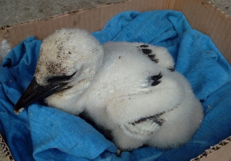 Защитени птици в беда спасени в Перущица, Крумово, Брезовско и Пловдив
