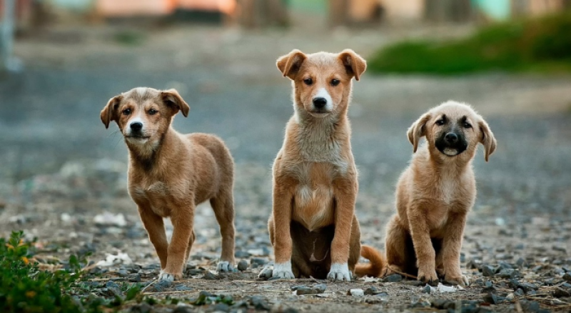 Община Брезово с Програма за безстопанствените кучета, очакват се предложения от жителите