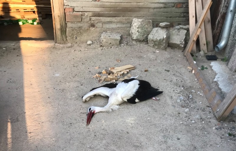 Прострелян щъркел падна в един от дворовете в Раковски