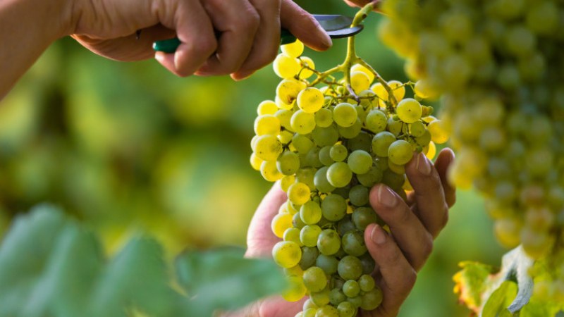 Земеделци и фирми на среща в Куклен, ще обсъждат опазването на реколтата от грозде