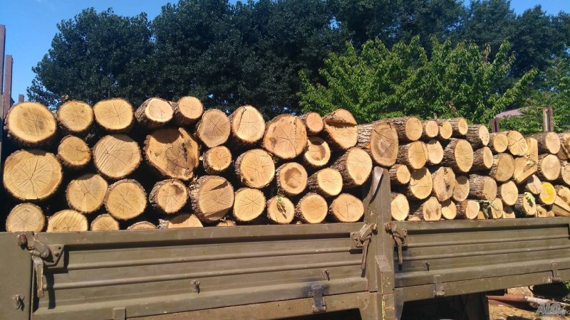 Жителите на Перущица могат да добият и купят дърва за огрев