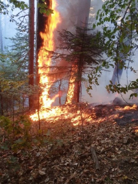 Пак пламна пожарът край родопското село Югово, включи се и хеликоптер