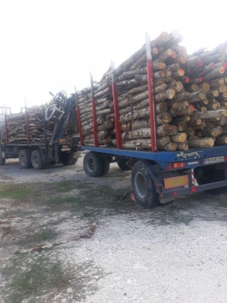 Задържаха 50 кубика незаконна дървесина на територията на община “Марица“