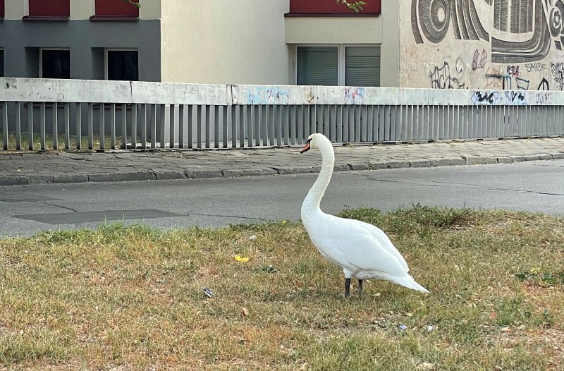 Лебед в беда спасиха добри хора край Марица