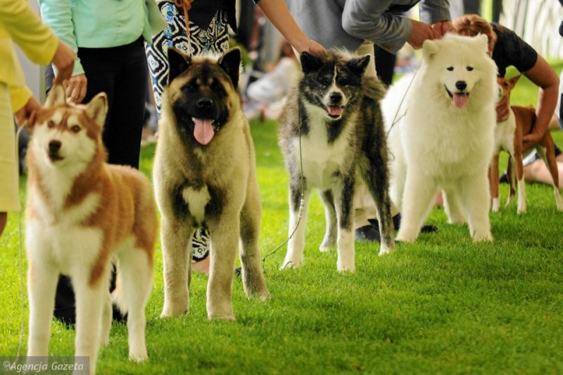 Четвъртият Dog fest в Пловдив: Заведи кучето си днес на парти, и то е човек!