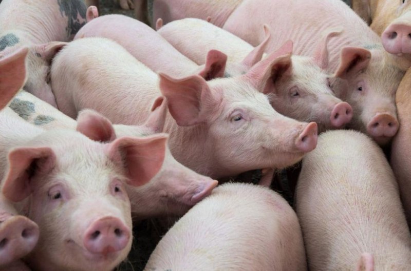 Агенцията по храните: Няма да се умъртвяват всички прасета в 3-км зона край Съединение