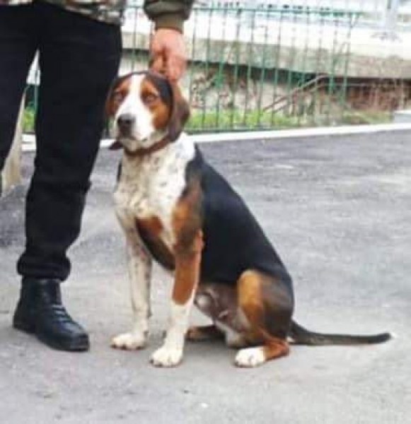 Кучето Шарик се изгуби, за последно е видян край Скобелево и Върховръх