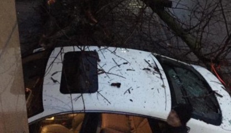 Осъдиха Общината заради паднало върху кола дърво в центъра на Пловдив