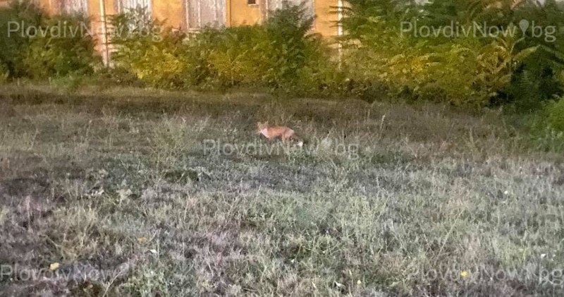 Лисички забелязани край кметството в Тракия