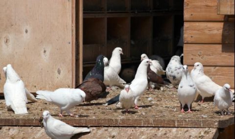 Младежи откраднаха гълъби в Брезово, хванаха ги
