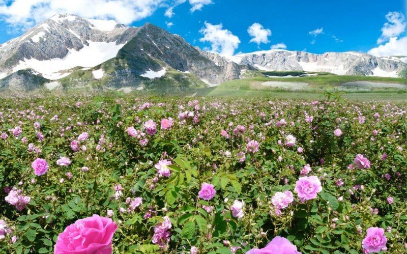 Туристически район „Долината на розите“ вече има лого и девиз
