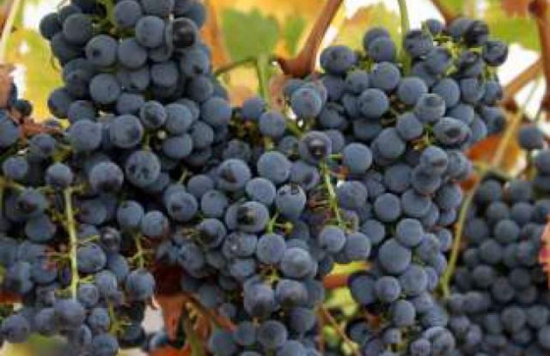 Производители на винено грозде в Пловдивско длъжни да подават декларации за реколта 2021