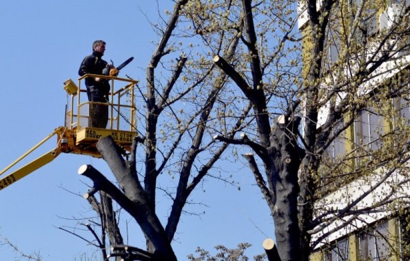 Кастрят дървета в Асеновград, автомобилите трябва да бъдат премествани