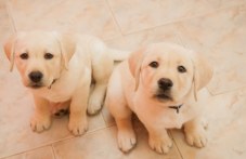veterinaren-lekar-ne-davaite-705.jpg