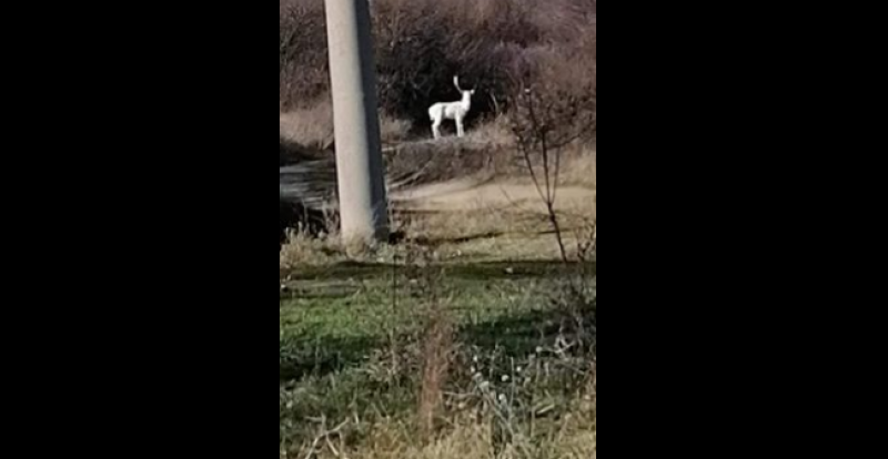 Бял елен се появи в Карловско